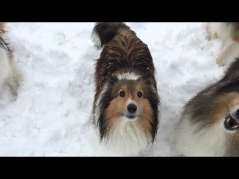 Small Dog Play 3/3/15