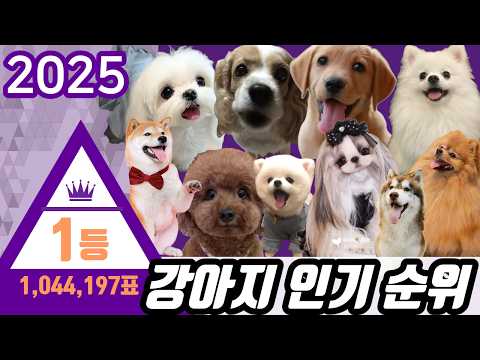 가장 인기 많은 반려견 TOP7 - 키우기 좋은 강아지 순위 / 강아지 종류별 특징, 성격, 주의점 / 강아지 인기 순위