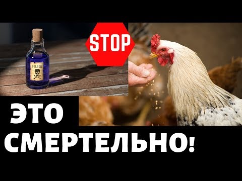 Топ 10 Ядовитые продукты для кур! Чем нельзя кормить! Куры несушки, содержание, разведение, курятник