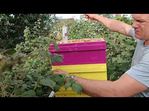 Японский улей, сбор урожая 2022г.