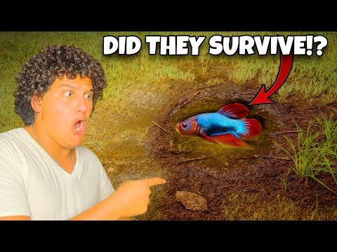 I Found Wild Betta Fish Surviving in a Puddle…