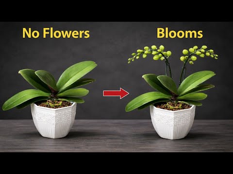 How I Trigger Orchid Flower Spikes After Years of No Blooms