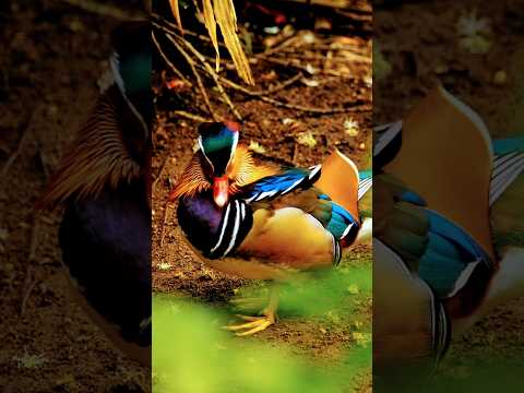 Stunning Dolby Vision 4K HDR 60FPS #4K #HDR #DolbyVision