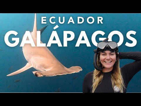 Why you NEED to visit THE GALAPAGOS ISLANDS, Ecuador 2024