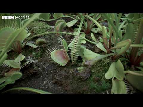 The Venus Flytrap's Deadly Speed | Natural Born Killers | BBC Earth