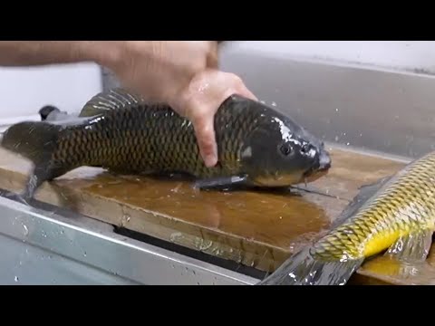 コイ料理で満席になる店「鯉しげ」生き鯉のさばき方 日本 職人技 Japanese carp sashimi shop