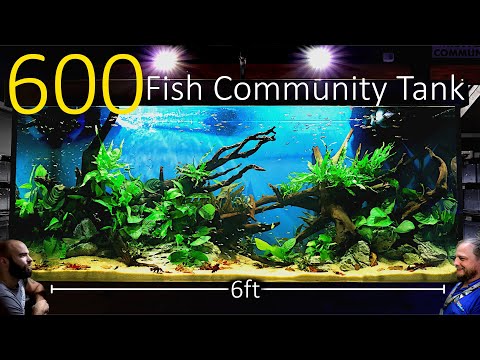 600 Fish Nano Community Tank: EPIC 6ft 500 Litre, Planted Aquascape Tutorial