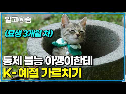 너무 귀여운데 너무 까분다?! 감당 안 되는 묘생 3개월 아기 고양이, 참교육하러 간 미야옹철 쌤｜고양이를 부탁해｜알고e즘