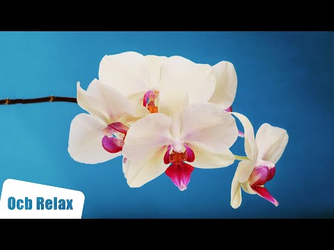 2 Hours of Calming Piano for Stress Relief | Vida