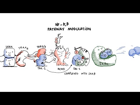 Ashwagandha - Anti-inflammatory Mechanism