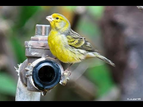 Чем кормить канареек во время линьки.