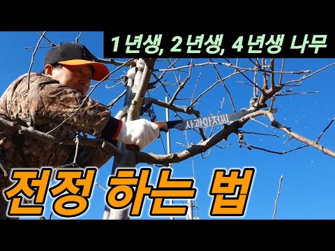 가지치기 요령, 실습을 통해 알아보자! 재식 1년차 엔부,  2년생 사과나무 전정(후지 후브락스), 4년차 사과나무 전정 하는 방법 안보면 손해