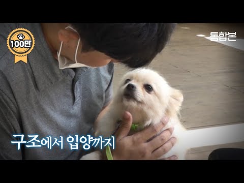 세상이 무서웠던 번식장 포메라니안...PD가 임시보호하자 놀라운 변화 | 옥순 통합본