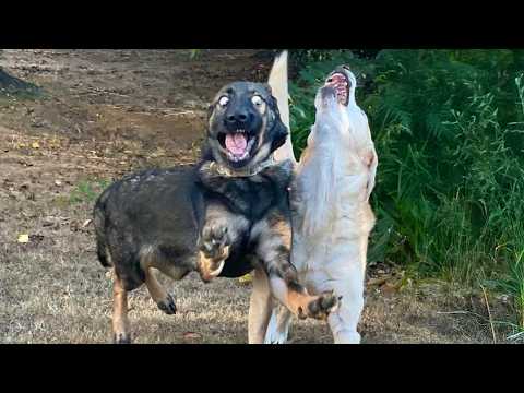 When You’re Living With the Most Clumsy Comedian Dog Ever 🐶 Funny Animal Videos