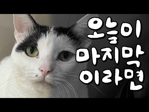 A perfectly healthy cat suddenly died! The moments of cat sudden death experienced by veterinaria...