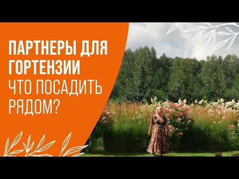 ПАРТНЕРЫ ДЛЯ ГОРТЕНЗИИ | ЧТО ПОСАДИТЬ  РЯДОМ С ГОРТЕНЗИЕЙ?