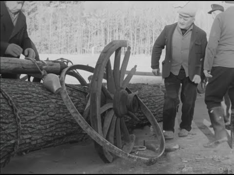 Oak Logging By Hand Epic Mill Journey!