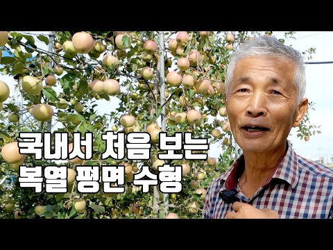 2년차에 착과시키면 가지가 위로 뻗어 수세 통제 가능