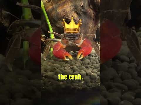 Will my Crab eat a Worm?