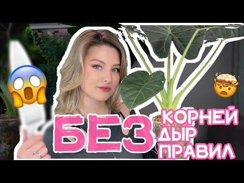 I'm breaking ALL the rules for replanting alocasia😱 What happened after 5 days is INCREDIBLE🔥