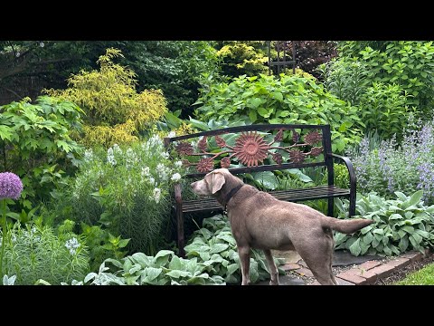 Weekly Garden Tour & Please Pray for Grace😢