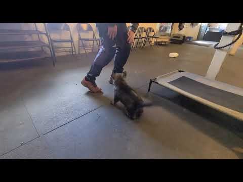 Testing and Selecting German Shepherd Puppies for work