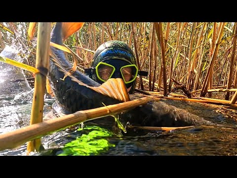 САЗАНЫ КАБАНЧИКИ в бешенном ПРОЗРАКЕ - Подводная охота на сазана в камышах, Дагестан | SPEARFISHING