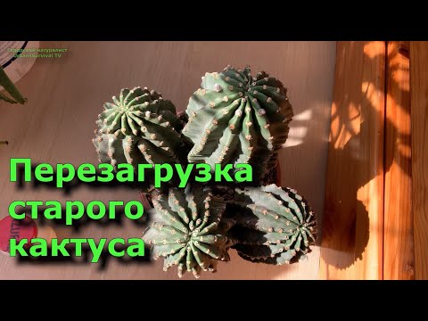 Перезагрузка старого кактуса Renovación de un viejo #cactus #кактусы #природа#suculentas#Echinopsis