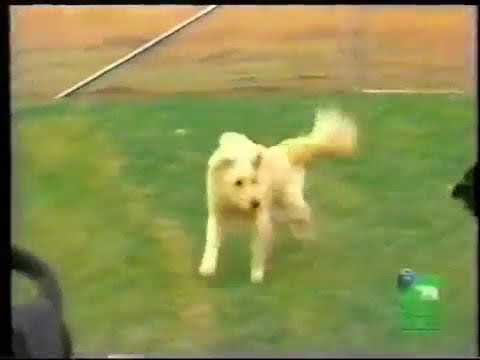 Top Dog Country Club on Howlin Good Time