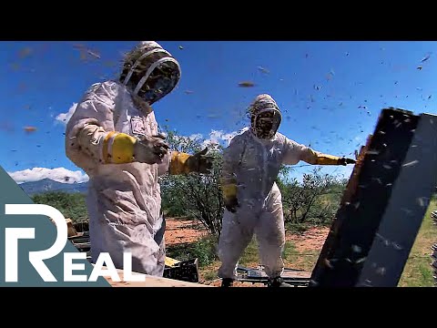 Killer Bee Removal Expert | Risk Takers | Episode 4 | FD Real Show