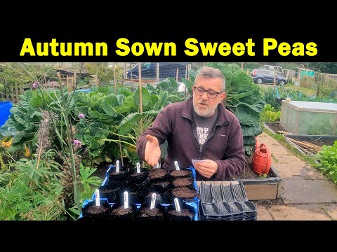 Autumn Sown Sweet Peas | Grow now for stronger plants | Eagle Sweet Peas | Green Side Up