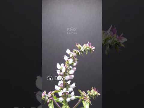70 days in 27 seconds - Thai basil timelapse