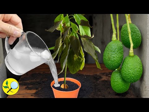 🥑How To Revive A Dying Plant in Easy Steps - AVOCADO