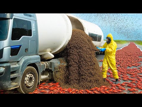 They Released Millions of Ant Killers on Crab Island and the Reaction Was Immediate