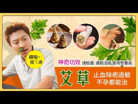 神奇功效「艾草」止血 除疤 過敏 不孕都能治！│《經典好節目》大特寫_精選版(回顧系列)