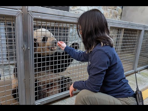 A day in the life of a Smithsonian panda keeper