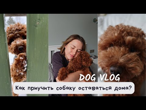 9. ГЛАВНЫЕ 3 ПРАВИЛА, КОТОРЫЕ ПОМОГЛИ НАМ ПРИУЧИТЬ ЩЕНКА СПОКОЙНО ОСТАВАТЬСЯ ДОМА ОДНОМУ.