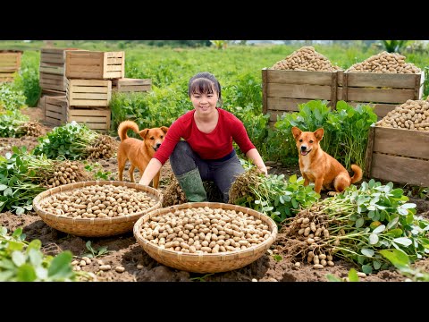 TIMELAPSE -- Peanut Harvesting Process, 1000Kg+ Peanuts to Sell Make Roast Chicken