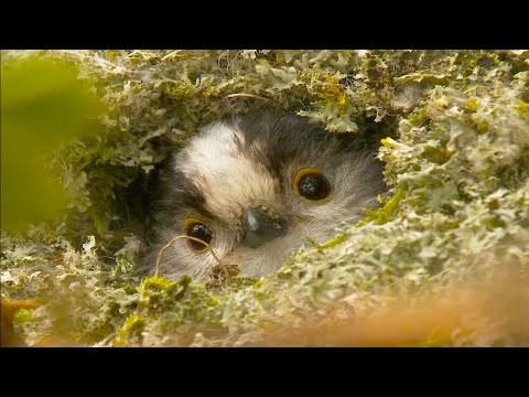 Long-tailed tits (nest building) in a British hedge | Filmed again in HD