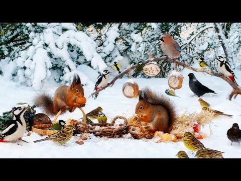 CAT TV NO ADS😺🕊️ Cheerful Winter Birds and Squirrels🐿️  Cat Games Real Nature Sounds 4K HDR 60FPS