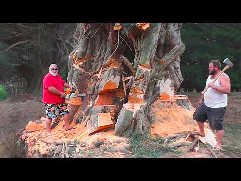 Idiots With Chainsaws: Tree Cutting Fails | Extreme Dangerous Logging Truck Fails #32