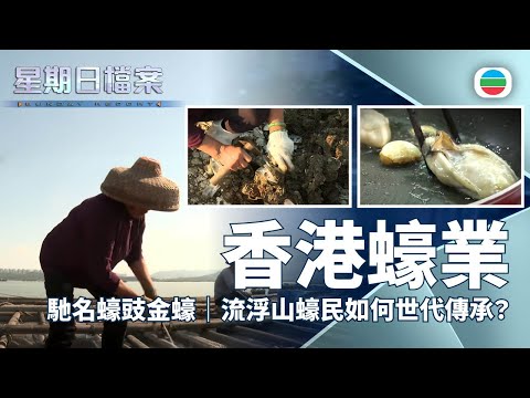 TVB 星期日檔案｜年年有蠔：流浮山蠔民如何世代傳承？｜無綫新聞 TVB News