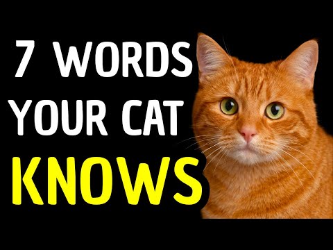 7 Words Your Cat Knows (And Why “No” Doesn’t Work)