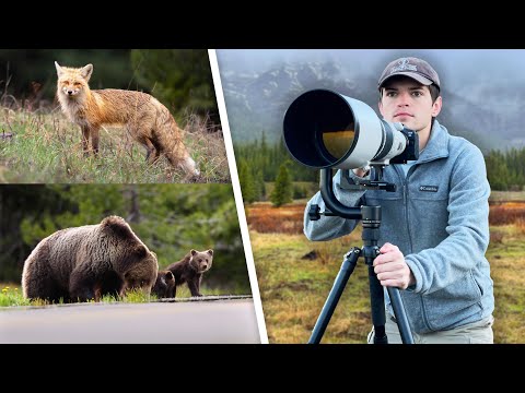 Photographing Bears, Badgers, Moose, & More! - Yellowstone & Grand Teton Spring Wildlife Photography