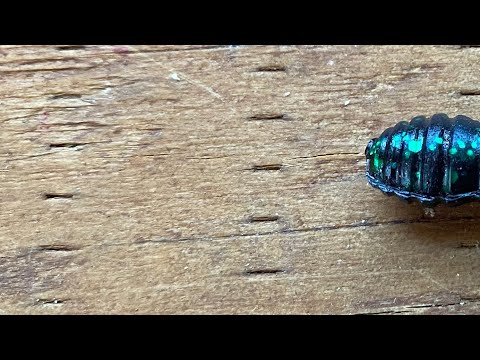 The “Forgotten” Worm That I’ve Won Over $200,000 Dollars With