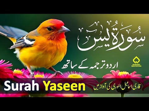 Surah Yasin with Urdu Translation Full | Beautiful Quran Recitation| Quran with Urdu & Hindi Tarjama