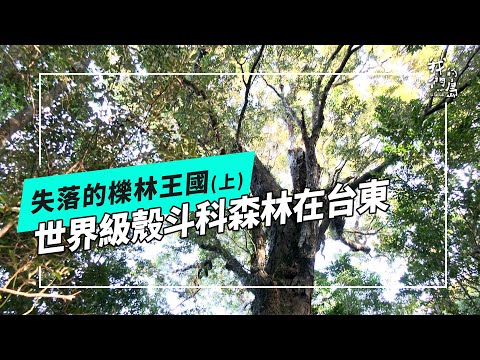 失落的櫟林王國(上)｜世界級殼斗科森林在台東(我們的島 第1227集 2023-10-23)
