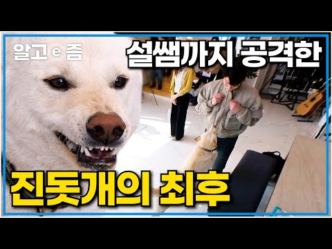 "나 이런 애 처음 봤어" 소유 공격성이 유달리 남다른 진돗개, 결국 설쌤에게도 달려들다가 호되게 혼나고 생긴 변화┃세상에 나쁜 개는 없다┃알고e즘