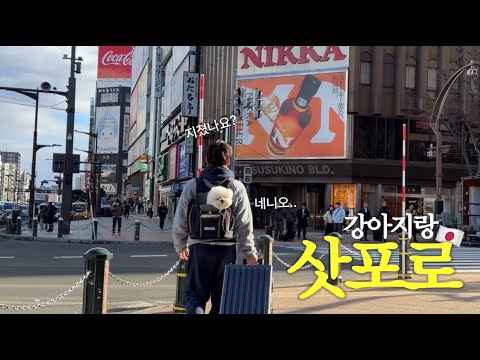 Traveling to Sapporo with my dog — this is the reality