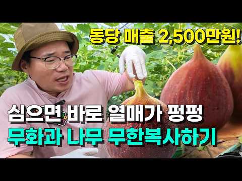 무화과가 최고 귀농작물인 이유! 심으면 바로 열매가 펑펑 달리는 무화과 복사 붙여넣기 방법